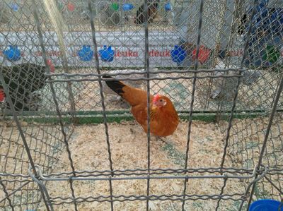 Zerg huhn
