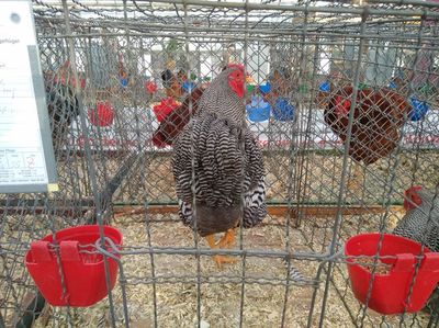 Huhn