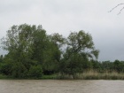 Hochwasser - Blick zum Alten Saalearm am 2 Juni 2013